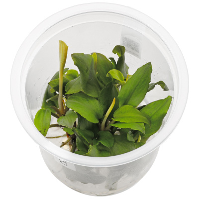 Лагенандра Меебольда Красная (меристемное растение), d 6,5 см